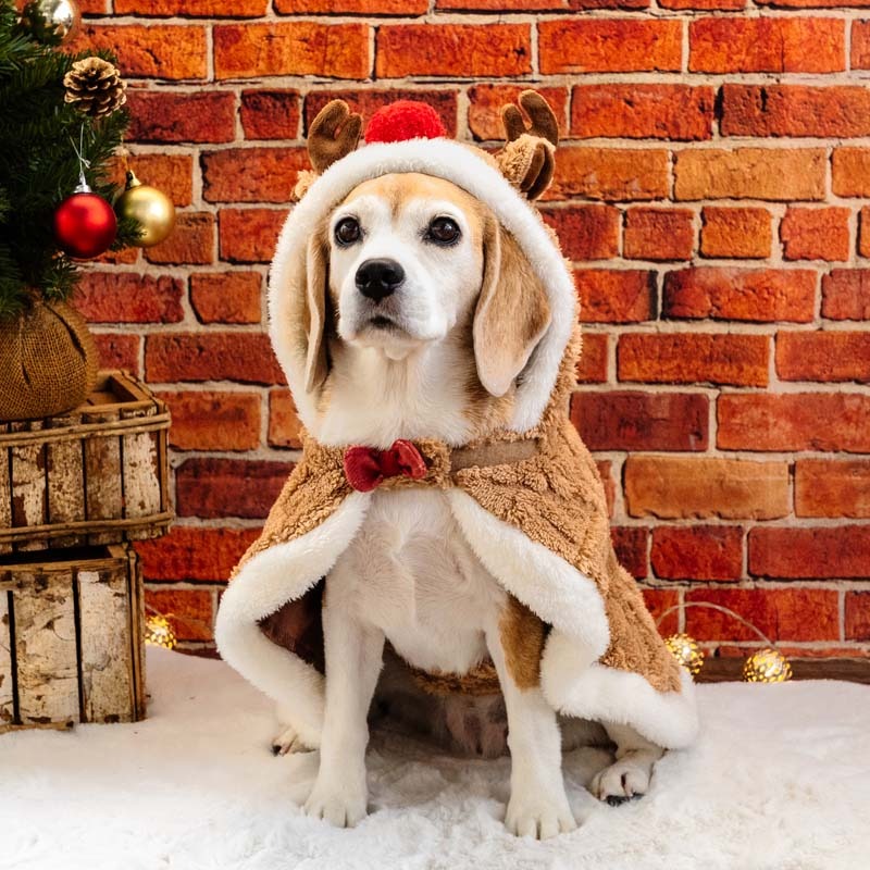 Dog Clothes Reindeer Poncho